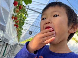 お子様が夢中になるいちごがここにある!