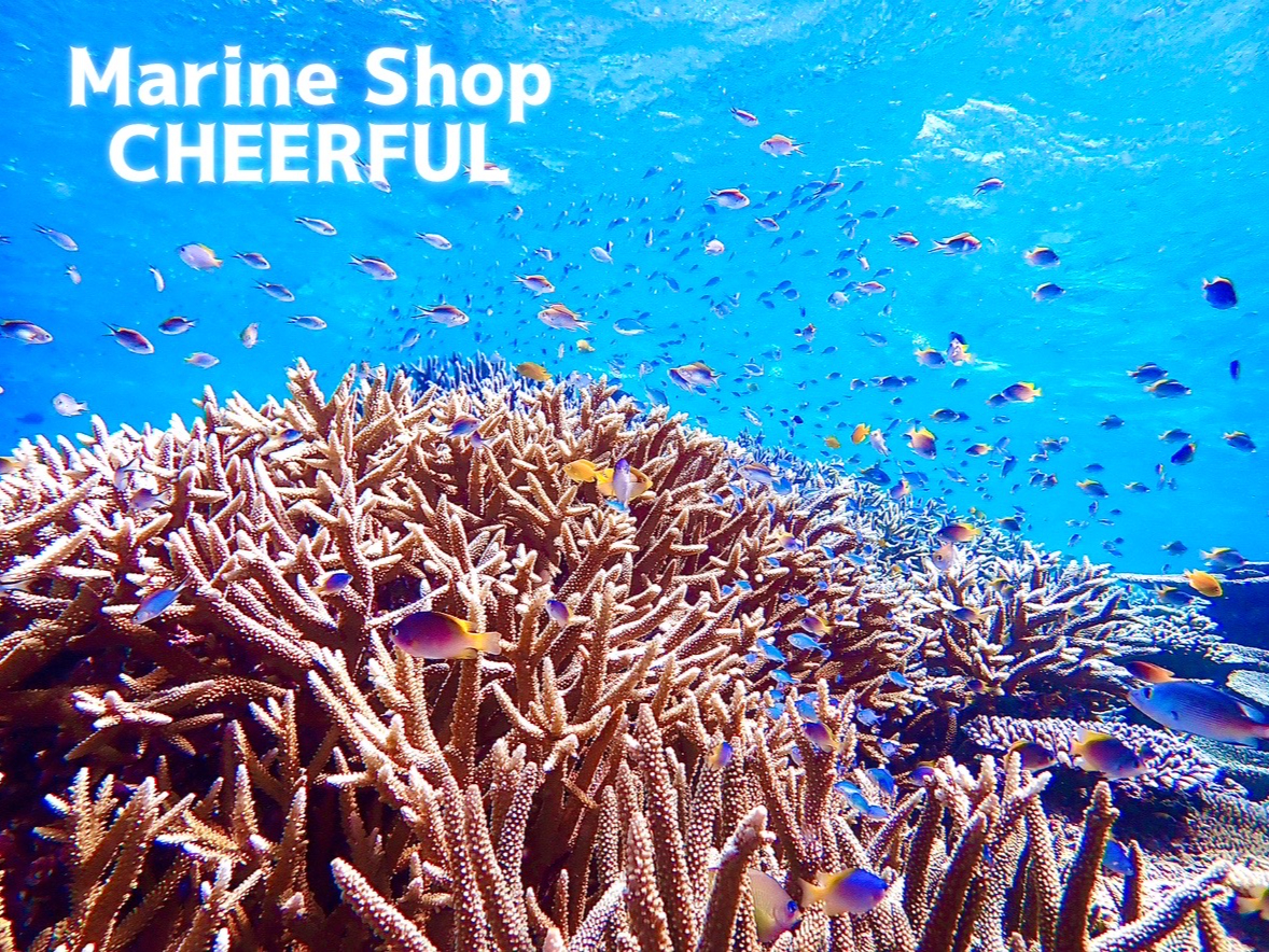 色とりどりのサンゴとお魚。今まで見たことのない世界に出会えます♪