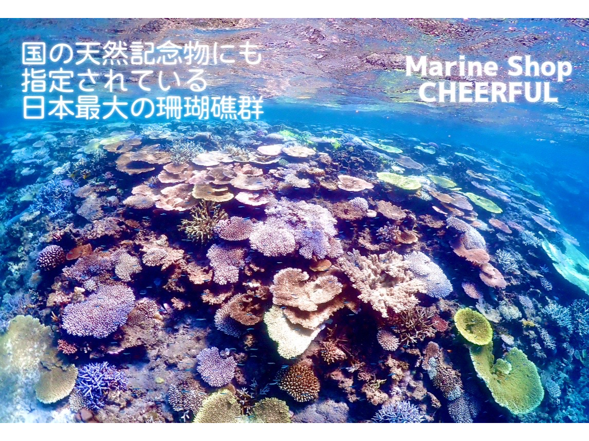 日本最大級の珊瑚礁群は圧巻。