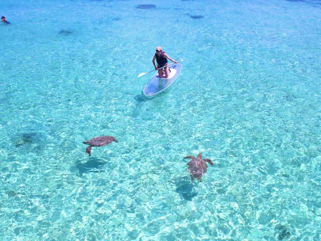 ウミガメの息継ぎは可愛さ100点♪