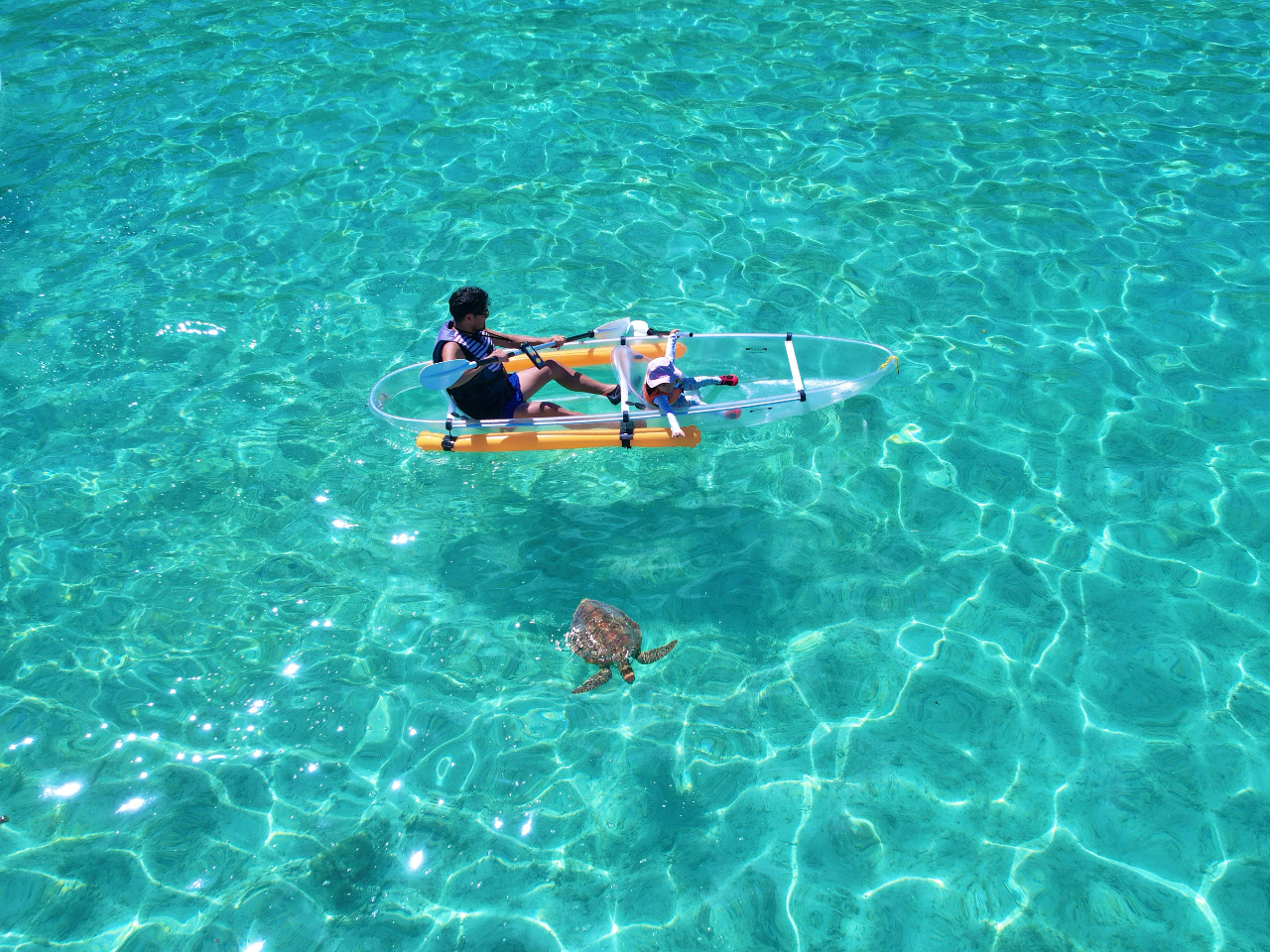 この近さでウミガメが見られるのは、最高の贅沢♪