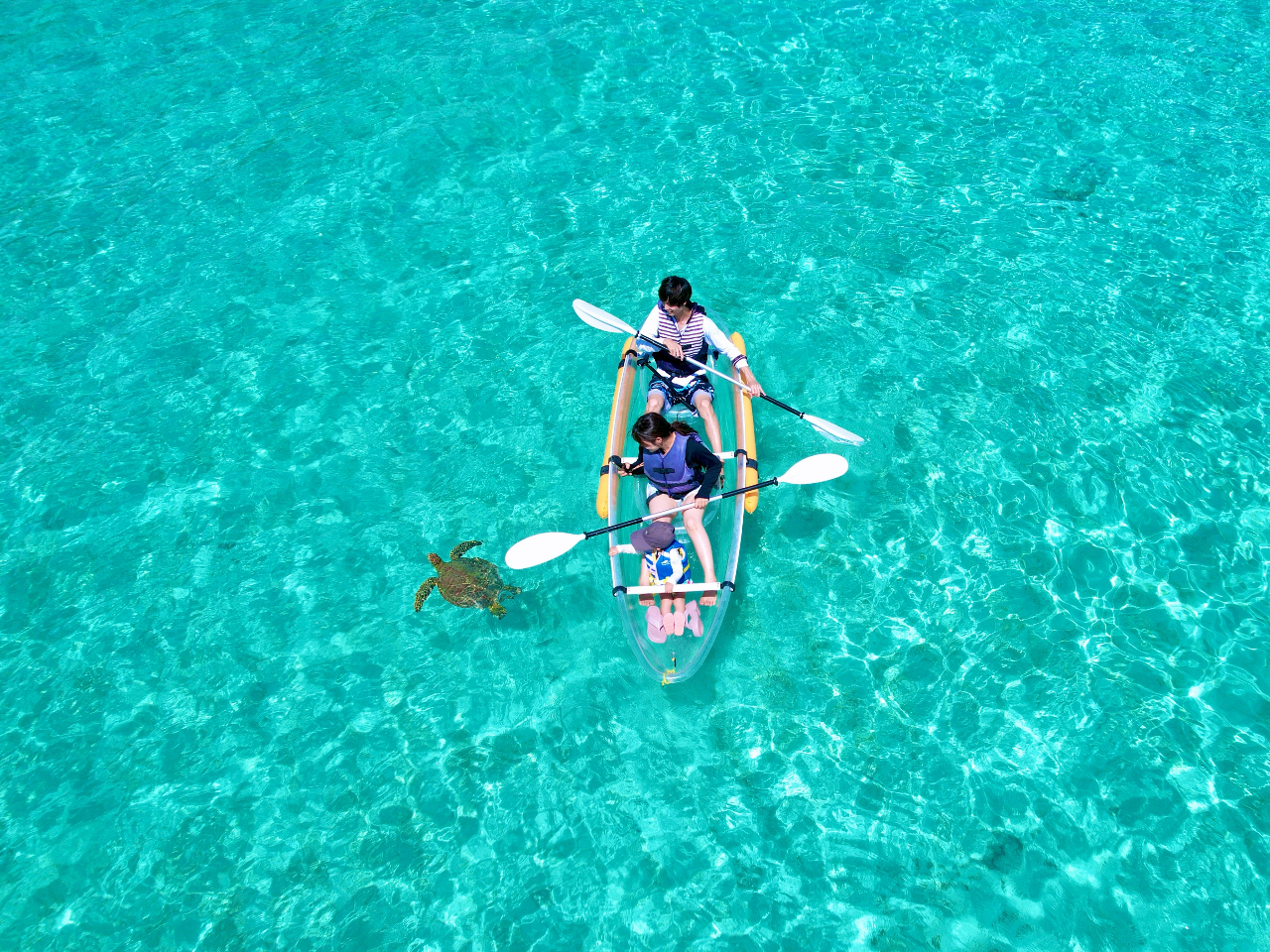ウミガメの息継ぎは、可愛さ100点♪