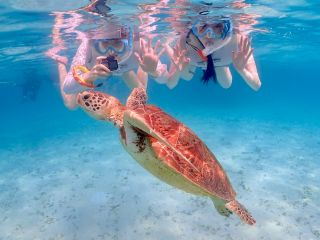 海亀とこんな近くで一緒に泳げる!