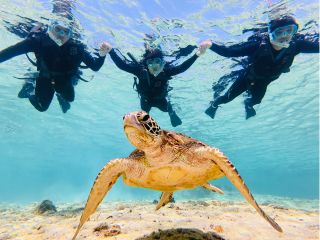 海亀とこんな近くで一緒に泳げる!