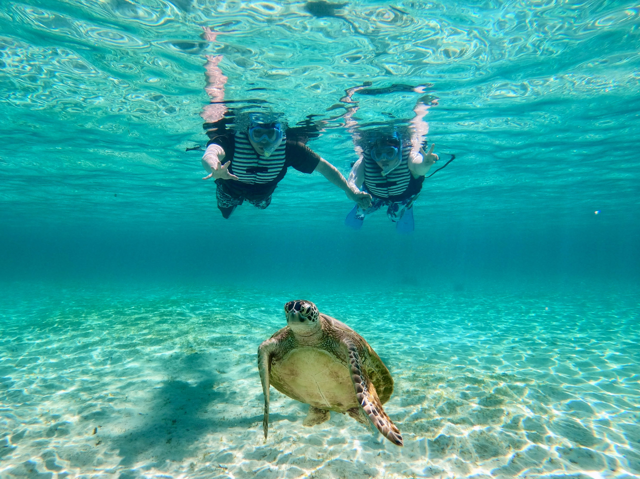 Tbv̏ォIC̒IE~Kɉɍs܂傤