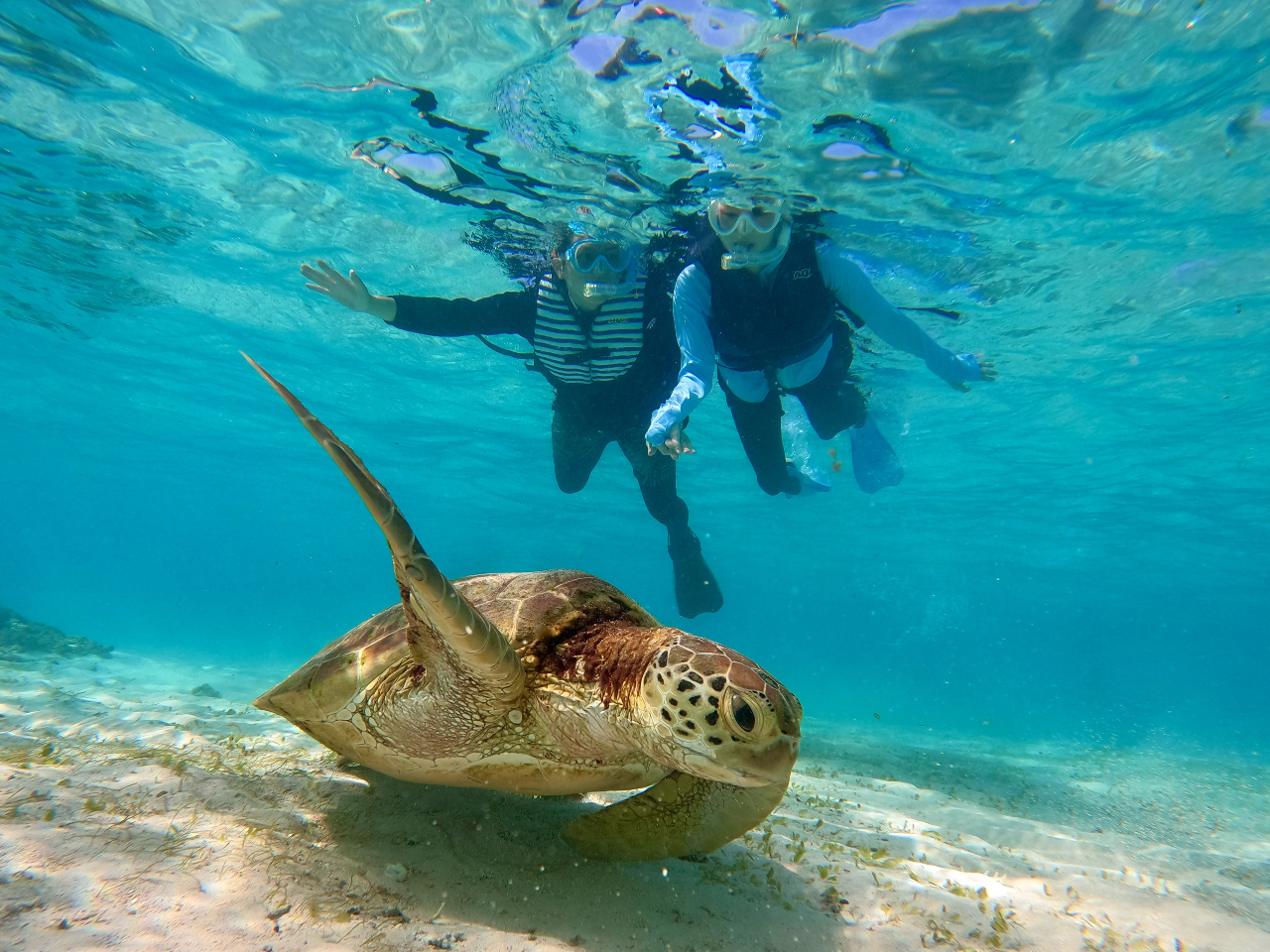 ☆ウミガメ遭遇率 99.9%☆ 《クリアサップ&シュノーケリング 》2時間