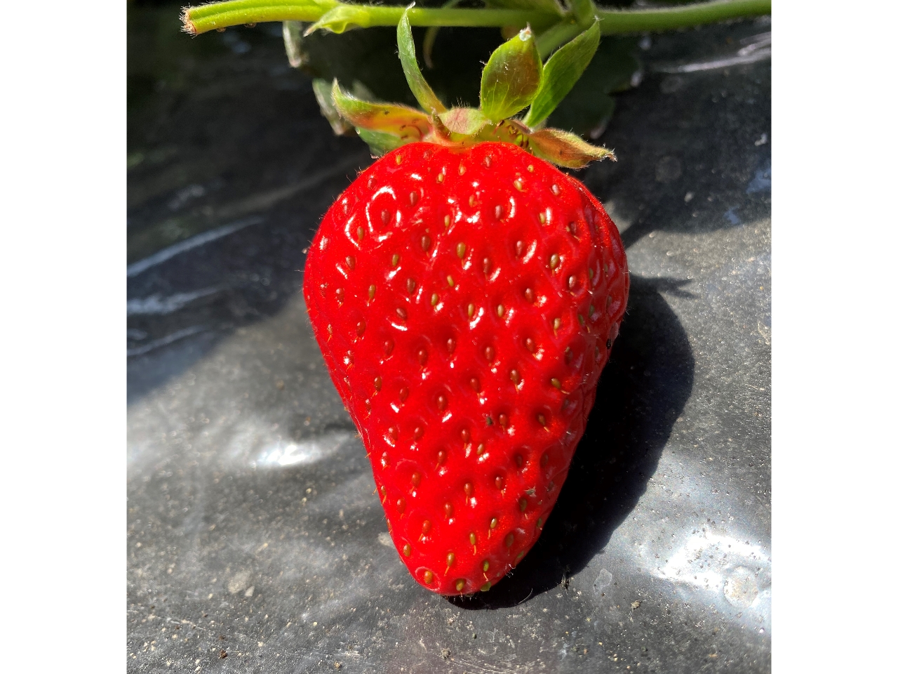 八尾駅周辺のいちご狩りランキングtop7 じゃらんnet 八尾駅周辺のいちご狩りランキングtop7 じゃらんnet