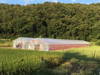 自然に囲まれた中にあるビニールハウスでいちご狩り♪♪