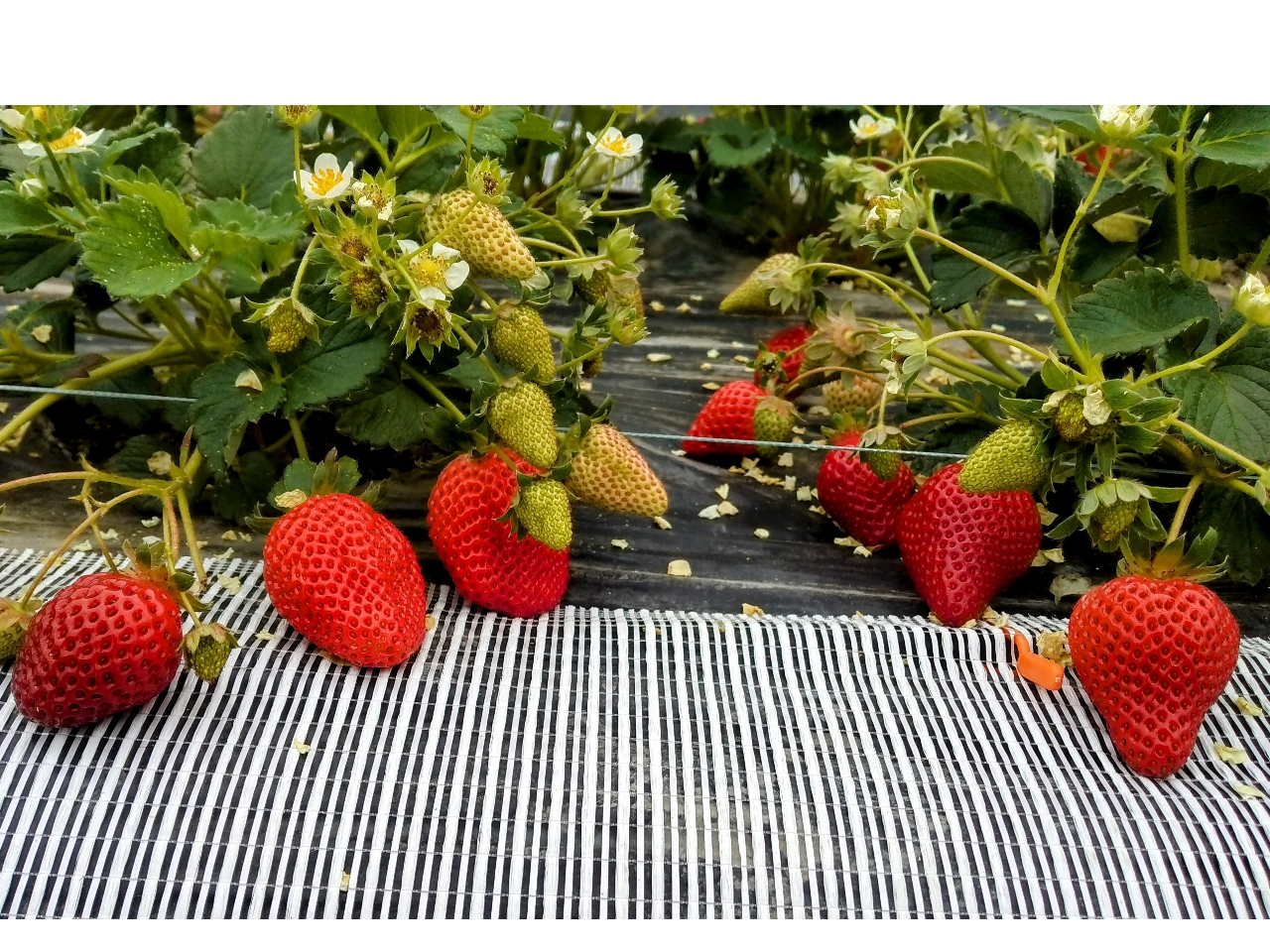 大阪☆いちご摘み取り体験☆《大きな1パックに盛り放題♪＋当園の