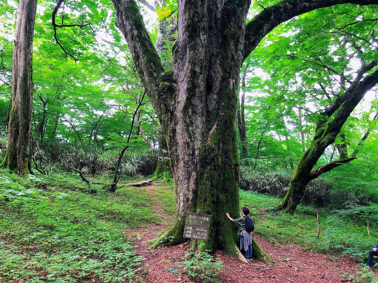 ケヤキ平」トレッキング】推定樹齢600年森の巨人（猪伏の大トチ）に