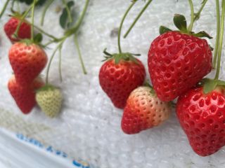 土にこだわった農法で大切に育てた、甘くてビタミンたっぷりの〈いちご〉です♪