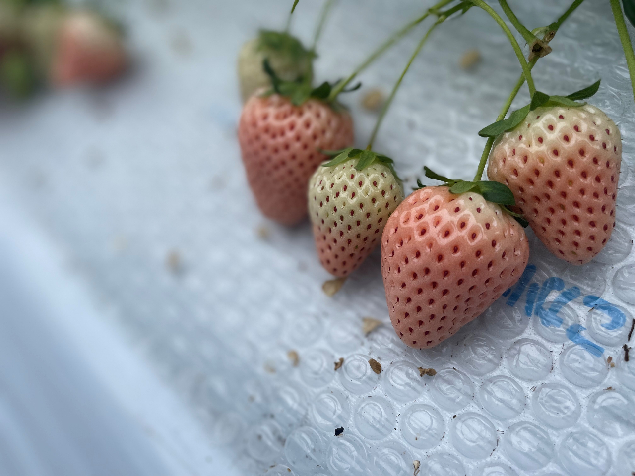 �y�̔�����z�Ŕ��������W�������Ă���܂��I�̔����ւ�������肭��������