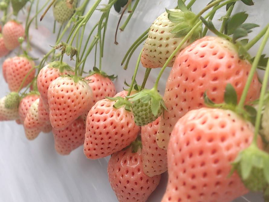 【じゃらんのお得な10日間】■入園確約30分いちご狩りプラン■最大8品種の食べ比...