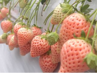 貴重な白いちご淡雪。全国的に見てもかなり早い時期からいちご狩りの品種として導入。酸味の無い優しい味をご賞味下さい。