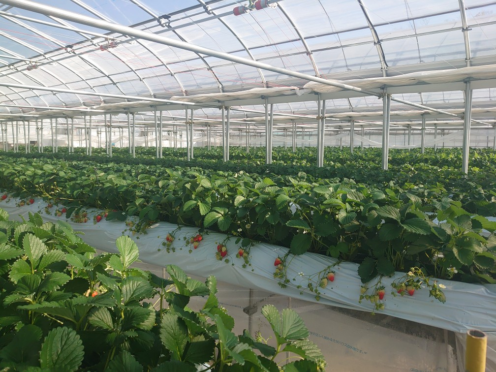 ���邭�g�����n�E�X���ɂ͊��n����������R����܂��B�@�@�@�@�@�@�@�@�@�@�@�@�@�@�@�@�@�@�@�F�l�Ƃ́w���������x���ǂ��v���o�ƂȂ�܂��悤�ɁB