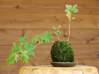 あなただけの苔玉を作れます(´・ω・`)