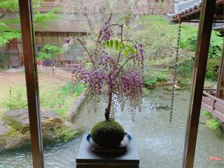 ハイクラスな苔玉作りです!