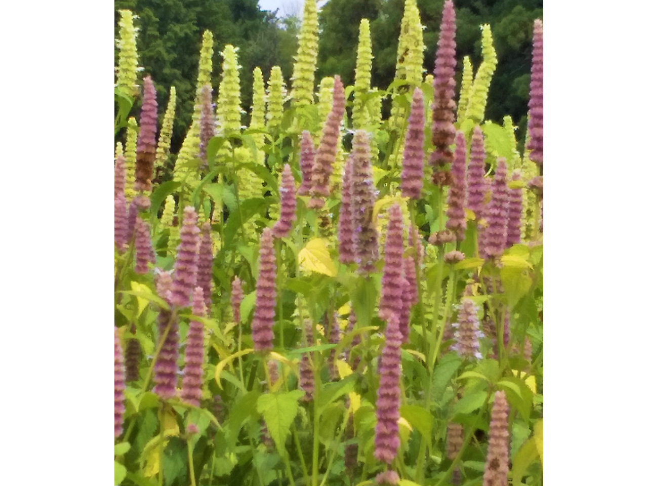 AjXq\bvBGbZVXv[́A̍זEgđn܂B