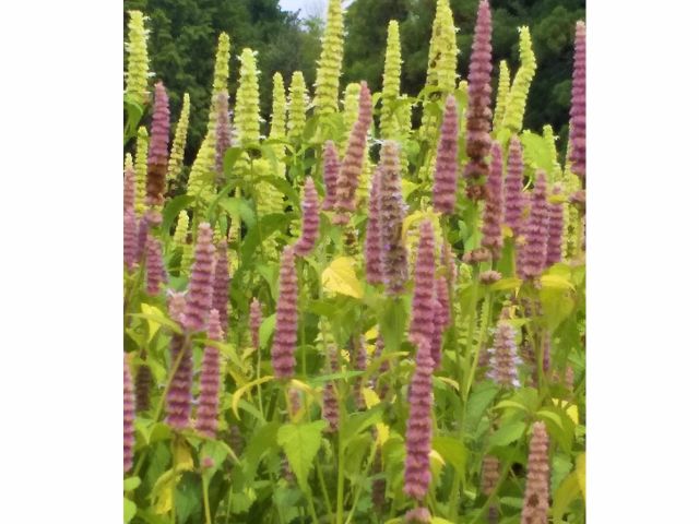 アニスヒソップ。エッセンシャルスプレーは、この細胞水を使って創ります。