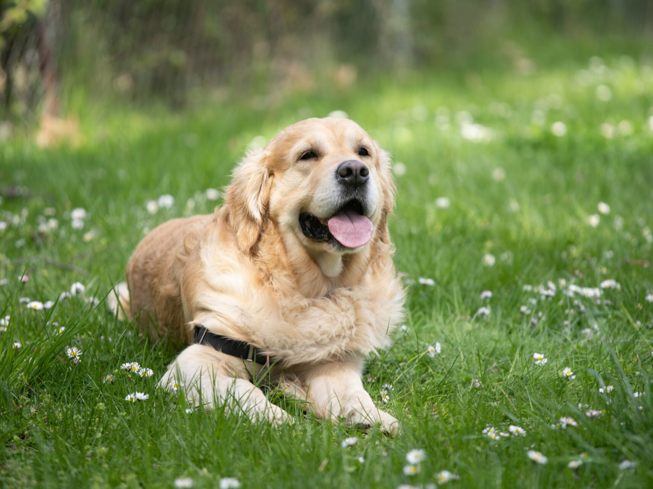 22年4月オープン予定 Bayside Kanaya ドッグラン利用 ランチセット ワンちゃんと楽しめる ファミリー カップルオススメ ベイサイド金谷グランピング じゃらん遊び体験