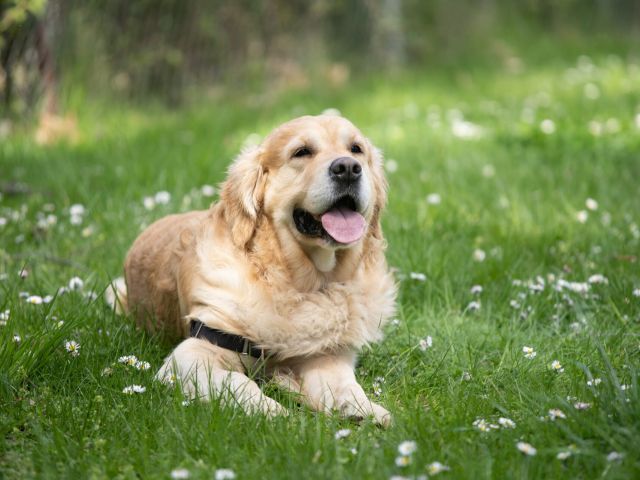 22年4月オープン予定 Bayside Kanaya ドッグラン利用 ランチセット ワンちゃんと楽しめる ファミリー カップルオススメ ベイサイド金谷グランピング じゃらん遊び体験 22年4月オープン予定 Bayside Kanaya ドッグラン利用 ランチセット ワンちゃんと楽しめる ファミリー カップルオススメ ベイサイド金谷グランピング じゃらん遊び体験