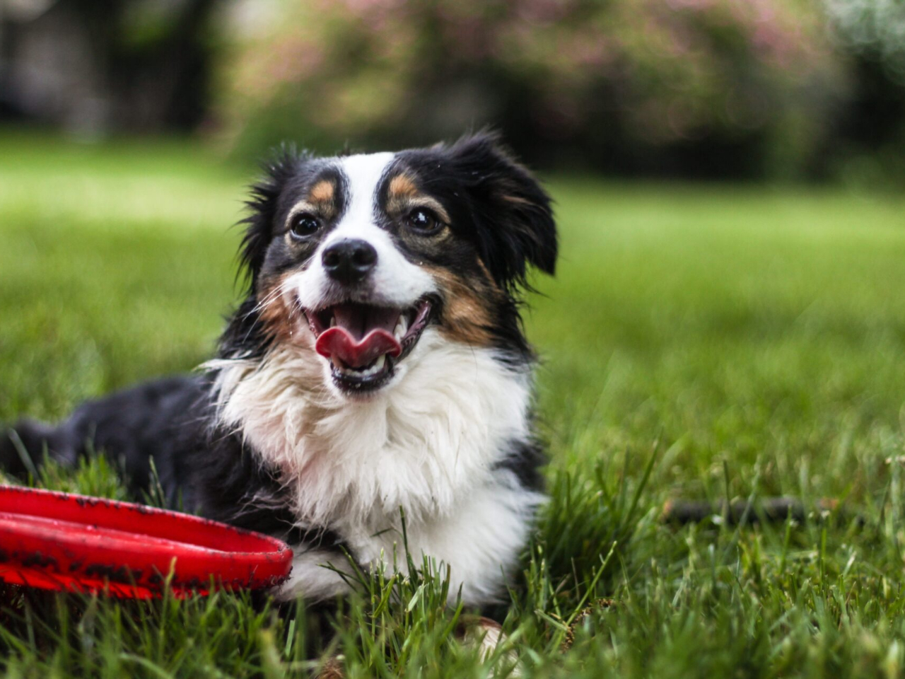 22年4月オープン予定 Bayside Kanaya ドッグラン利用 ランチセット ワンちゃんと楽しめる ファミリー カップルオススメ ベイサイド金谷グランピング じゃらん遊び体験