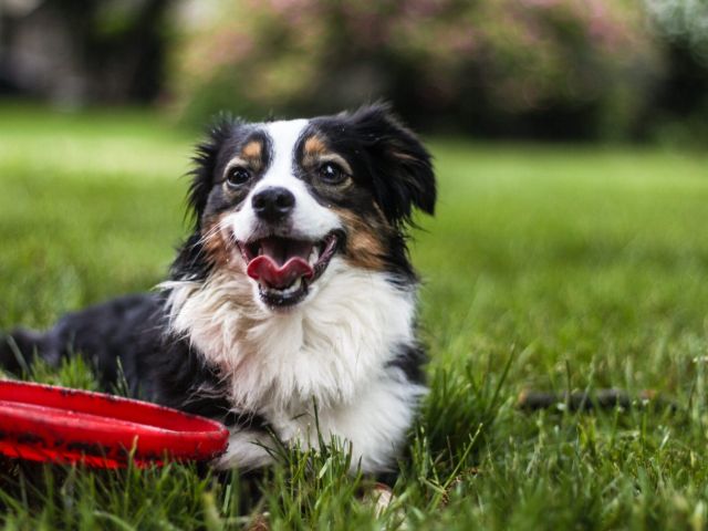 22年4月オープン予定 Bayside Kanaya ドッグラン利用 ランチセット ワンちゃんと楽しめる ファミリー カップルオススメ ベイサイド金谷グランピング じゃらん遊び体験 22年4月オープン予定 Bayside Kanaya ドッグラン利用 ランチセット ワンちゃんと楽しめる ファミリー カップルオススメ ベイサイド金谷グランピング じゃらん遊び体験