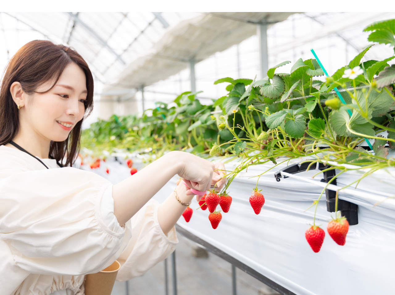 真夜中のぱんチ ナイトダイバー 十景 苺子 各2枚セット プロモ 【MV】「