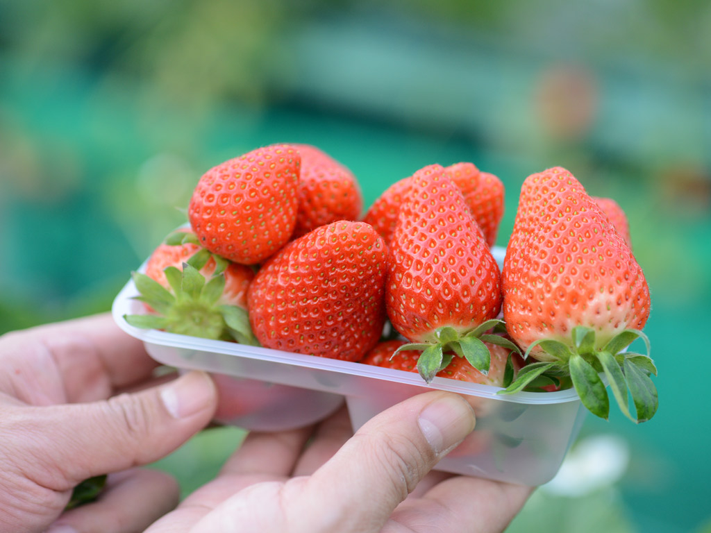 【いちご狩り×40分食べ放題】【3/30~5/6】千葉県最大級・都心から近い!!...