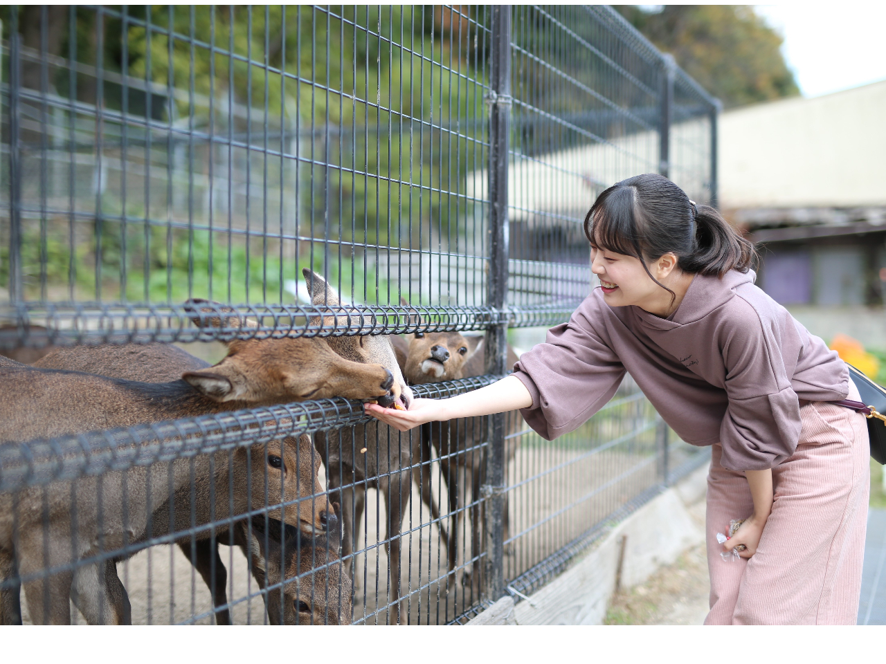 鹿のえさやり体験もできるよ!
