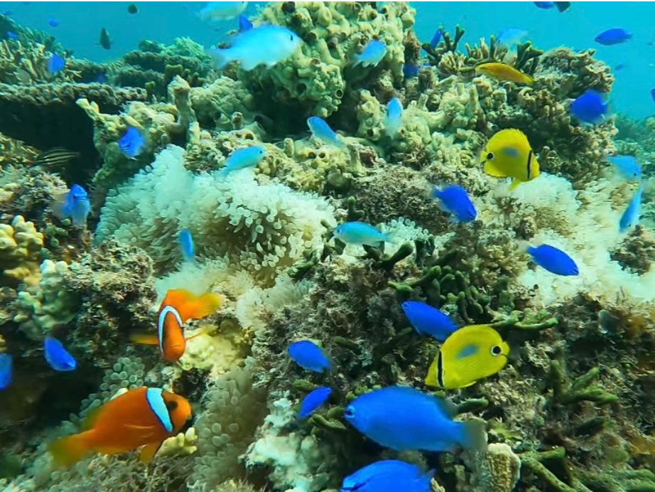 ��������̎�ނ̂����Ɖj���܂��傤�I