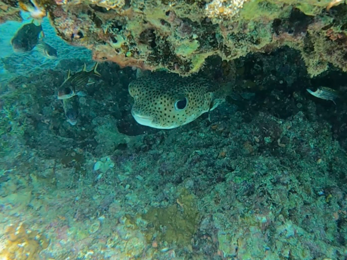 �Ђ������n���Z���{��(^^)