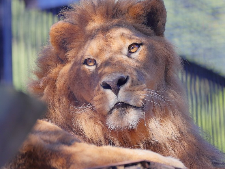 春のナイトZOO専用チケット☆／4/11(土)18(土)限定◇自由すぎる動物園