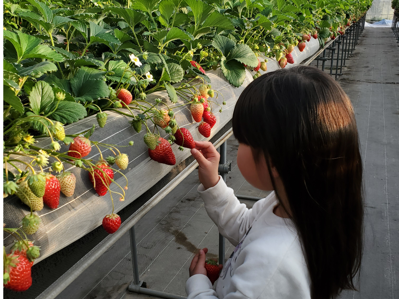 小さいお子さまでも一人で摘み取りができますよ^^真っ赤に色づいている美味しそうな実をさがしてくださいね。