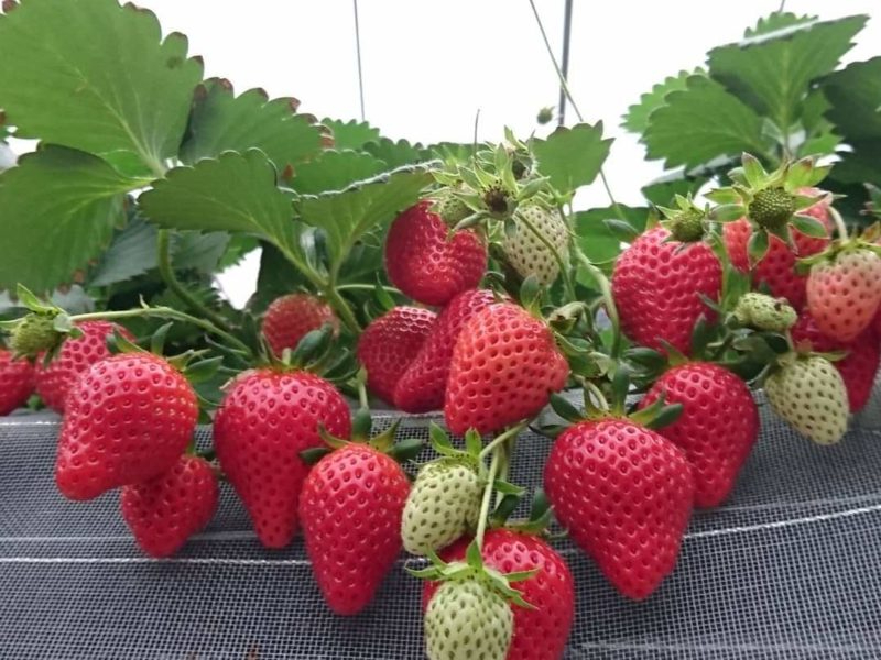千葉・市原【いちご狩り×1時間食べ放題!】高設栽培でゆったり楽しめる♪甘さと酸味...
