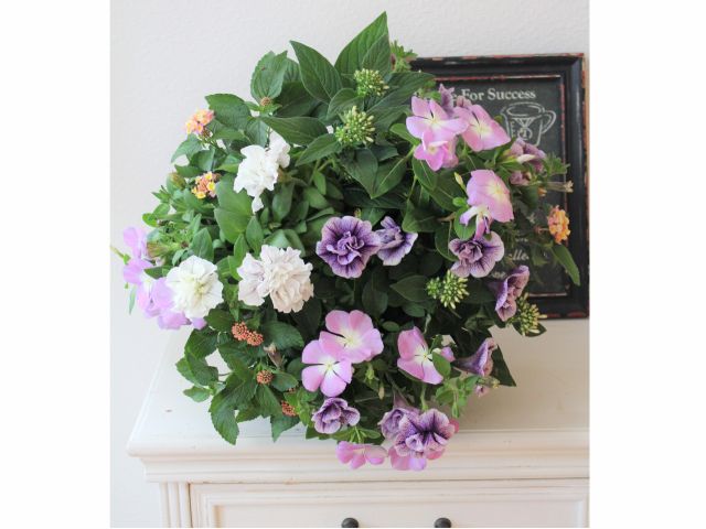 長野県 松本市 ハンギングバスケット体験レッスン 初心者大歓迎 花とアロマの教室clair クレール じゃらん遊び体験 長野県 松本市 ハンギングバスケット体験レッスン 初心者大歓迎 花とアロマの教室clair クレール じゃらん遊び体験