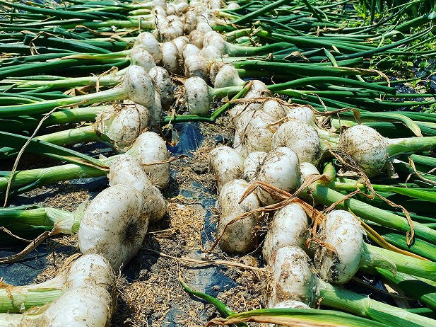 たまねぎ 6月