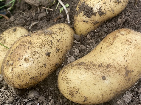 じゃがいも 秋じゃがは土が凍る前まで収穫時期で短いです。春は5月頃