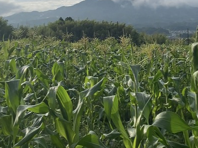 とうもろこし 6月〜9月頃