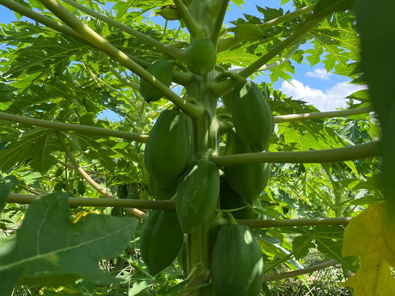 2022年9月13日現在 収穫可能です。寒気により12月3日で終了