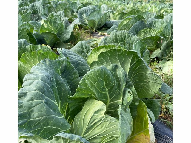 2022年12月キャベツ