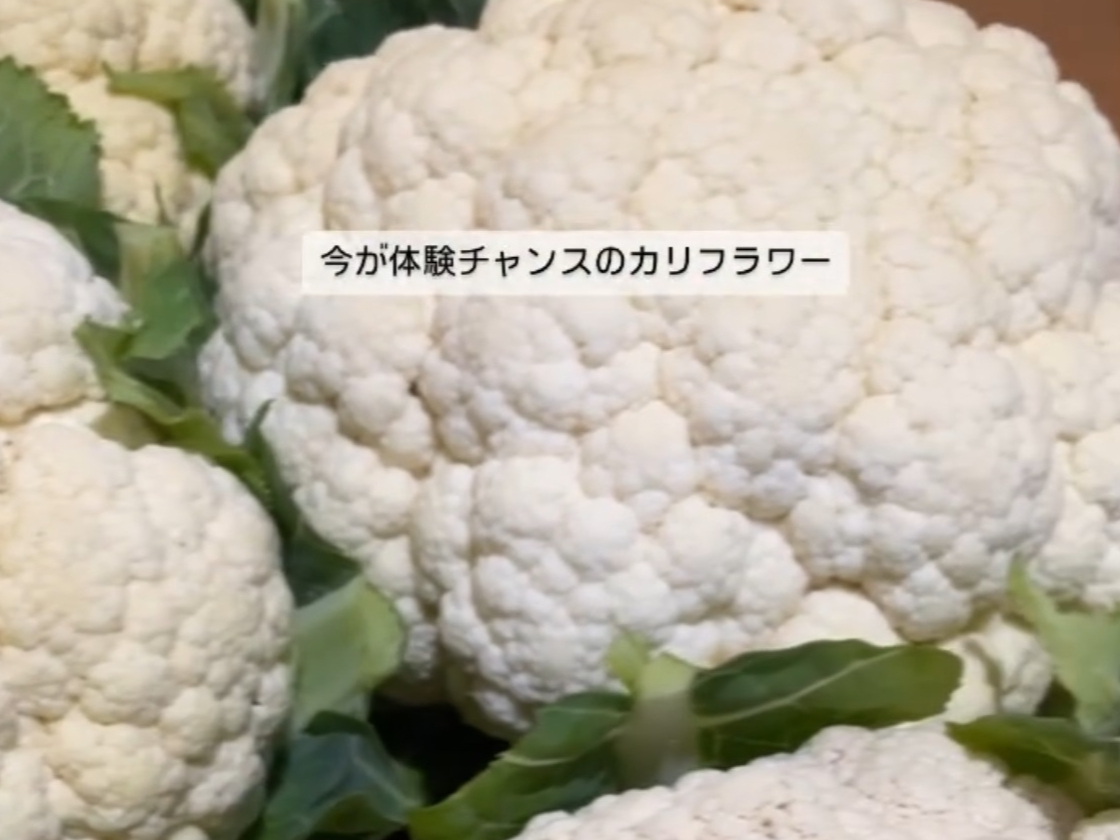 11㔼12NX}XV[YɎn\(t4{)