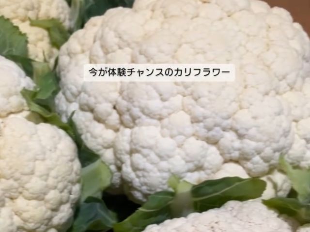 11月後半から12月クリスマスシーズに収穫可能(春は4月中旬より)