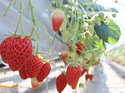 〈1/5~2/28〉いちご狩り40分食べ放題♪多品種栽培♪広~い通路と、高設2段...