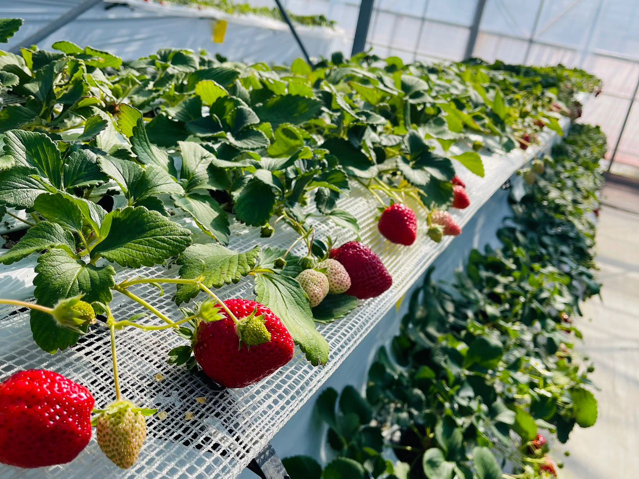 〈1/5~2/28〉いちご狩り40分食べ放題♪多品種栽培♪広~い通路と、高設2段...