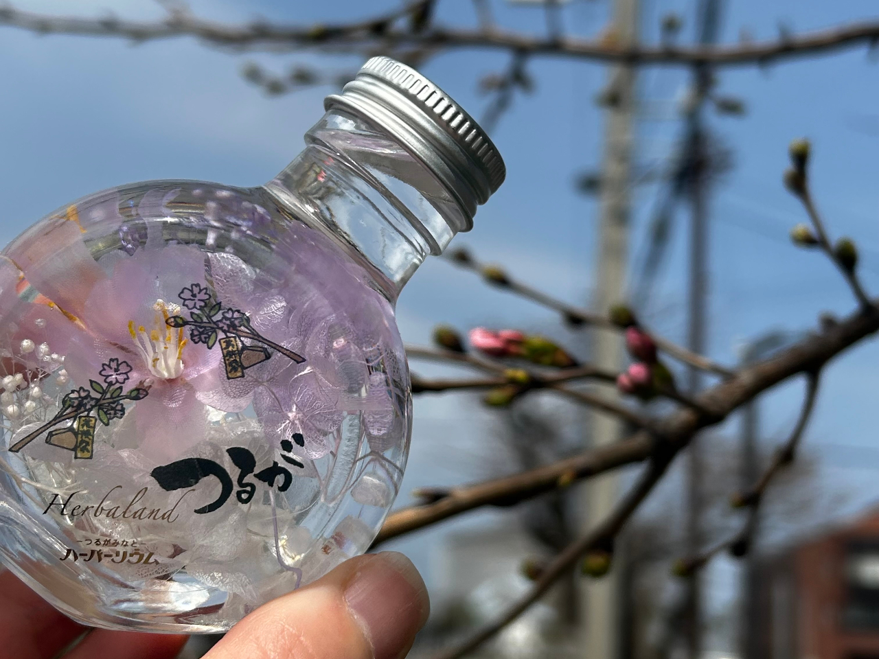 ハーバリウム作ります。 紅葉 もみじ ハーバリウム・Sサイズ』｜横浜花まりか フラワー