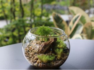 ガラス容器の中の小さな苔庭。苔テラリウム製作体験。