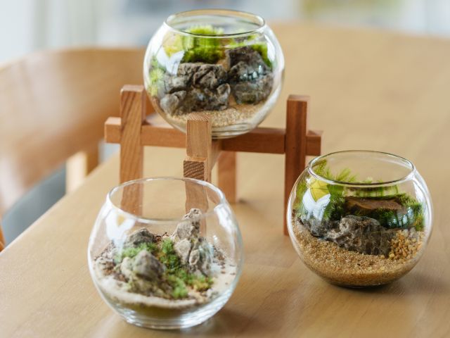 苔テラリウムも販売しています。