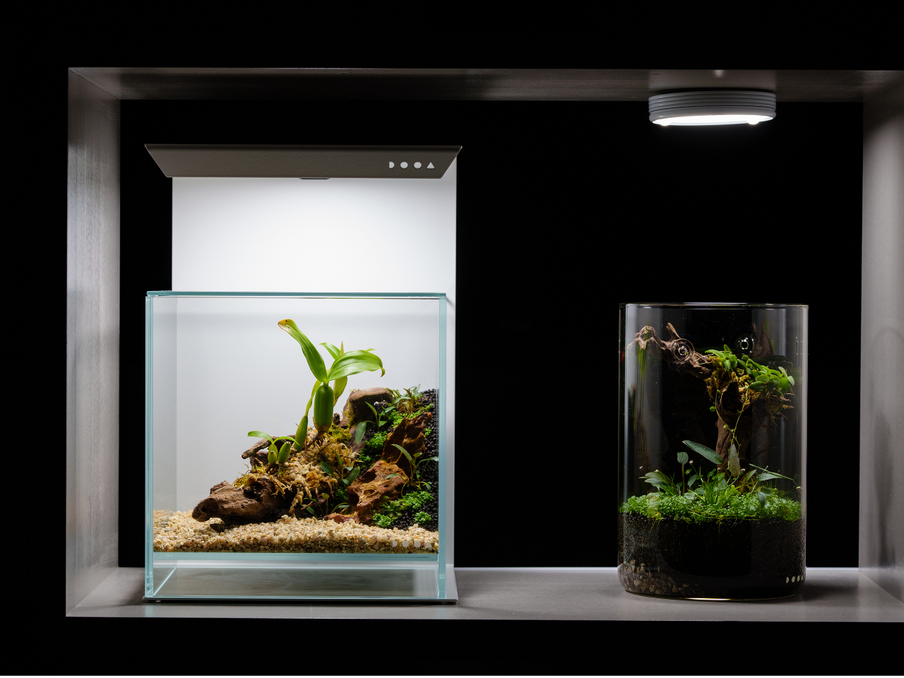 {iIȃeẼ[NVbvsĂ܂B(1/JÁBڗ\)