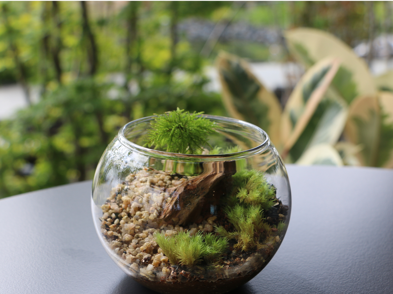 作った苔テラリウムは手提げ袋にお入れしますのでそのままお持ち帰り頂けます。